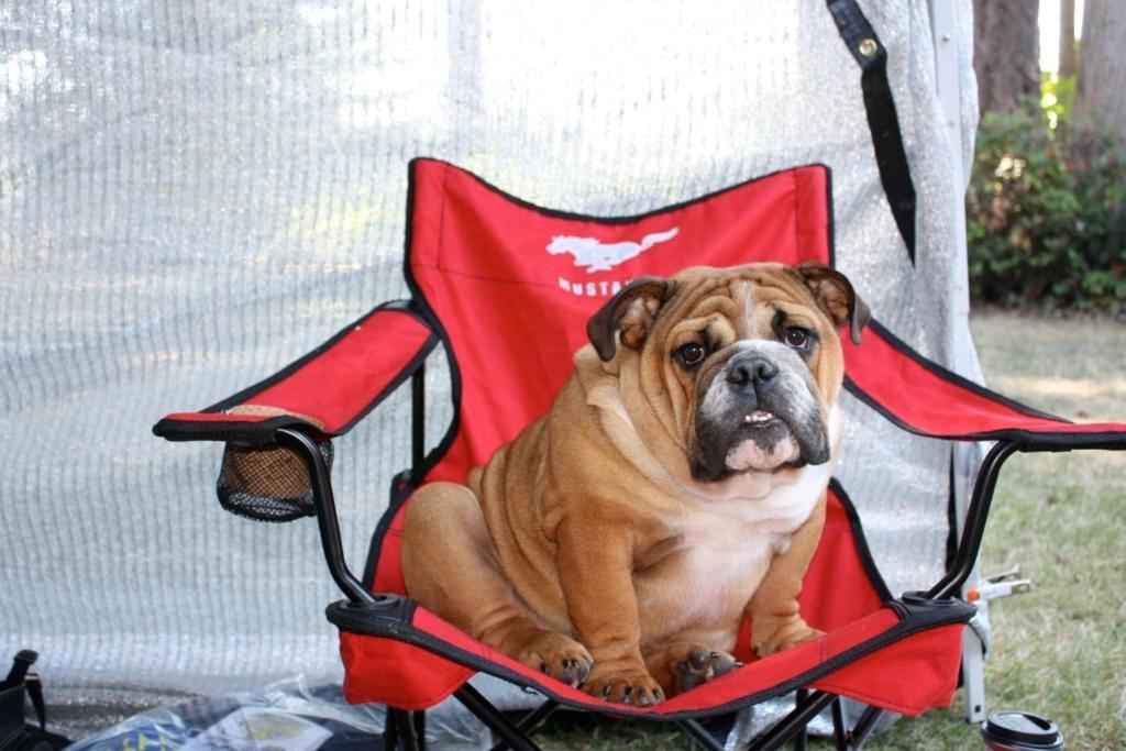Sleeping Bulldog Bed & Breakfast Seattle Eksteriør billede